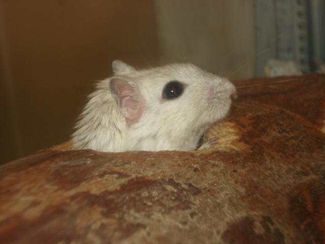 Ørkenrotte Katla billede 7