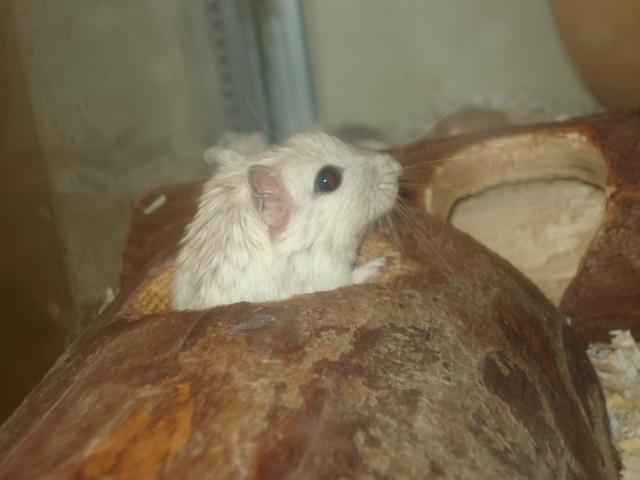 Ørkenrotte Katla billede 8