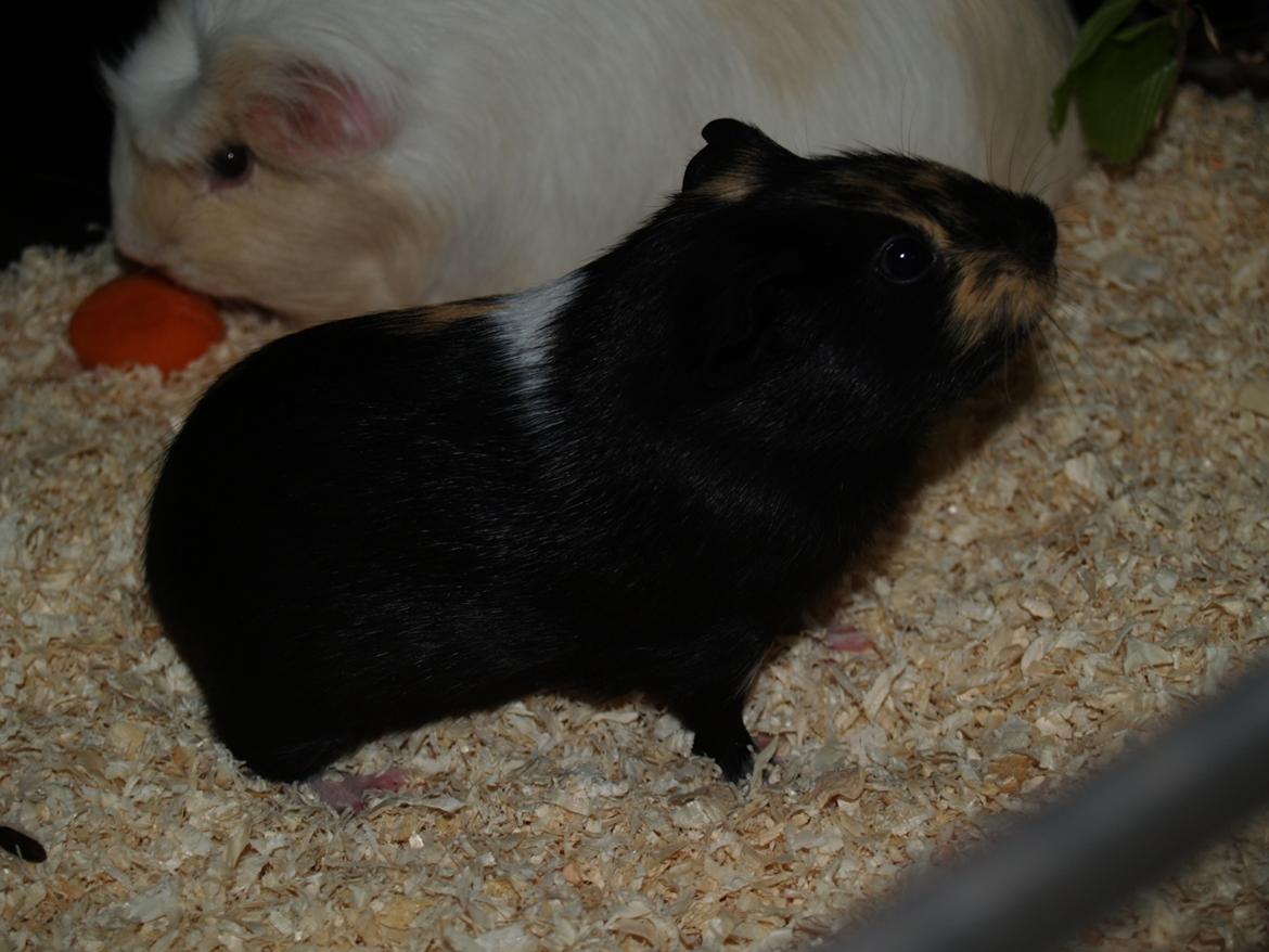 Marsvin Daphnie billede 10