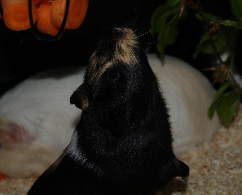 Marsvin Daphnie billede 11