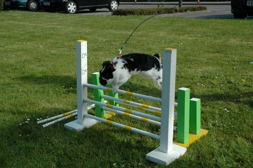 Kanin Bimmer-Girl - WEEEEEE :) billede 4