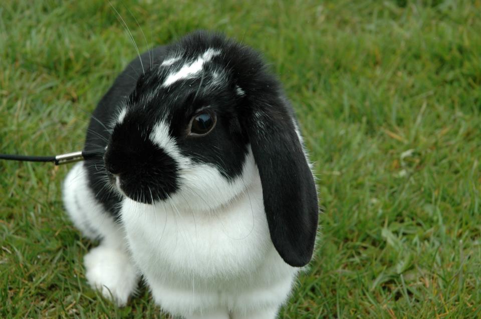 Kanin Bimmer-Girl - Smukke :* <3 billede 2