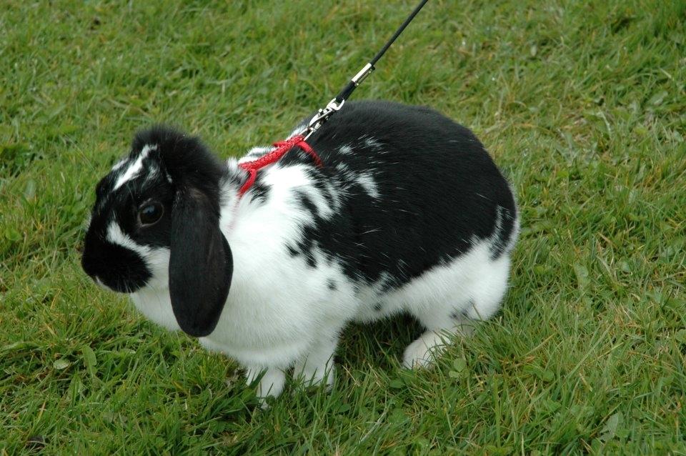 Kanin Bimmer-Girl - Fotomodel kan man jo altid blive :p billede 3