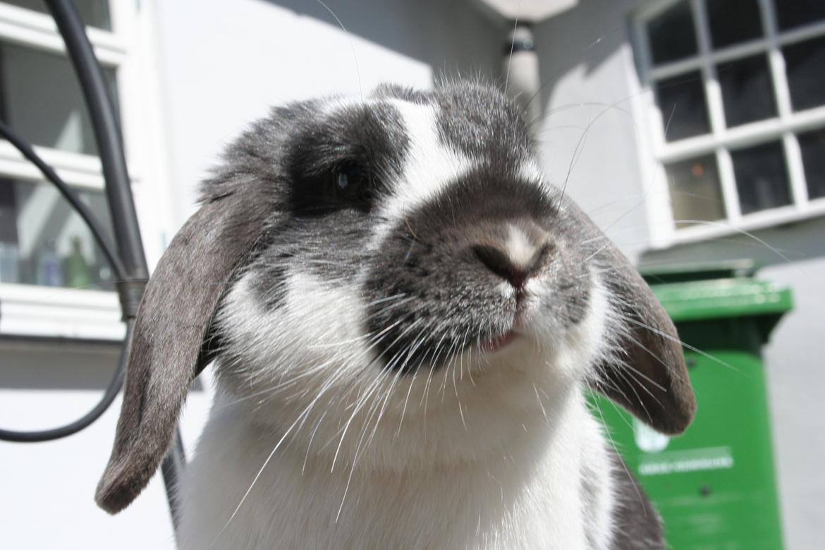 Kanin Kildevangs Wincent Filias - Fotograf: Silke Zacho billede 16