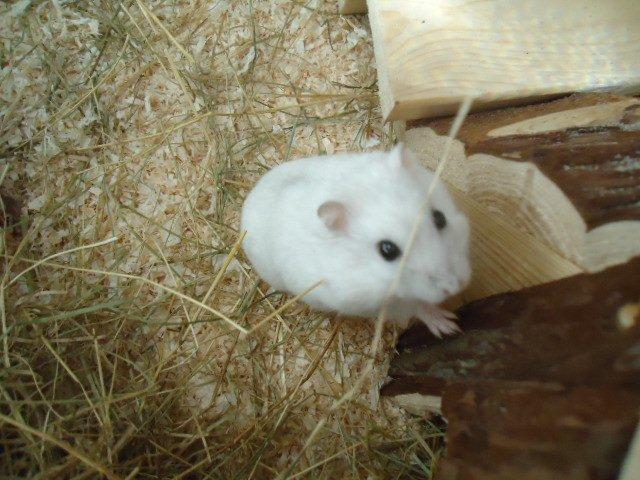 Dværghamster •CJ´s• Evil † - Hun har bare skønne perleøjne :) billede 1