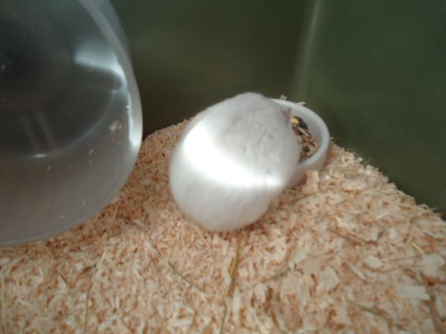 Dværghamster •CJ´s• Evil † - Hun er bare helt begravet i den madskål! :D billede 2