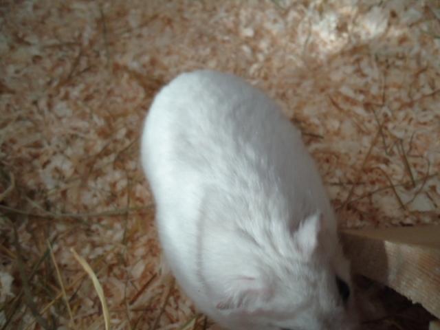 Dværghamster •CJ´s• Evil † billede 3