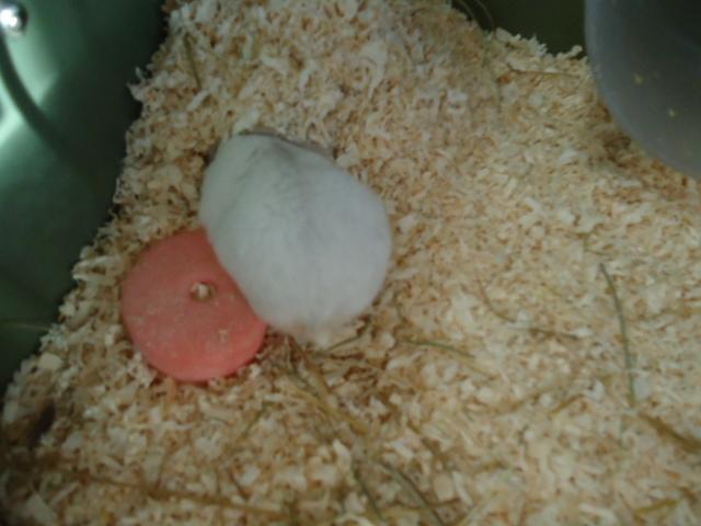 Dværghamster •CJ´s• Evil † billede 4