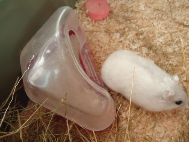 Dværghamster •CJ´s• Evil † billede 5