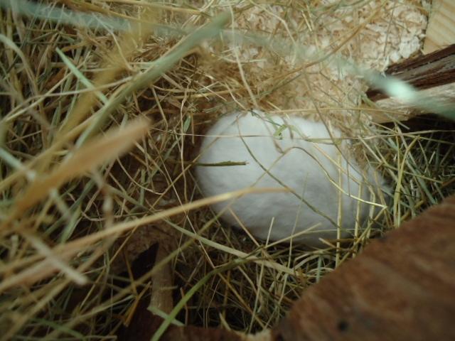 Dværghamster •CJ´s• Evil † billede 6