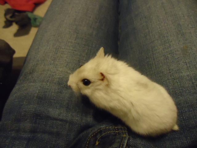 Dværghamster •CJ´s• Evil † - Evil ude på tur <'3 billede 7