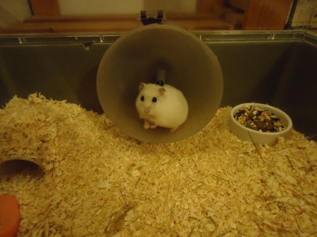 Dværghamster •CJ´s• Evil † billede 8