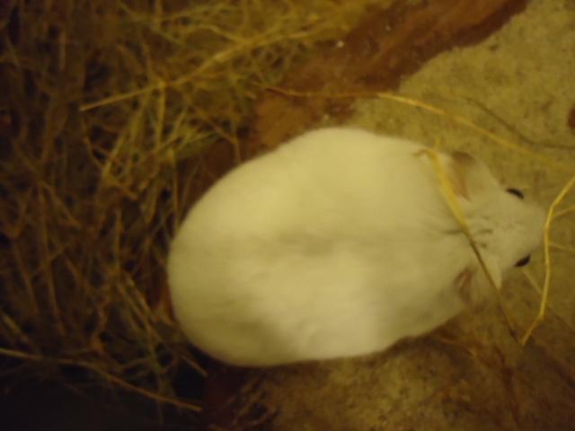 Dværghamster •CJ´s• Evil † billede 9