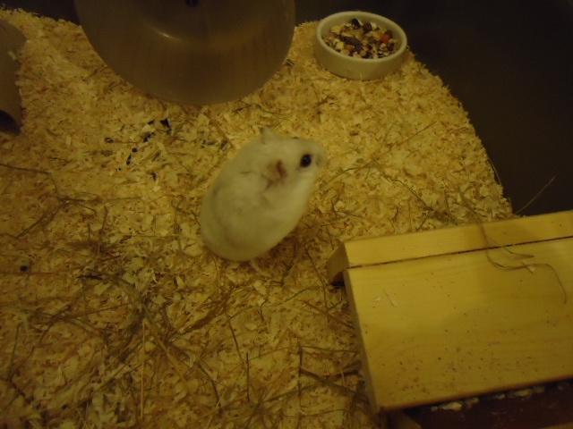 Dværghamster •CJ´s• Evil † billede 10