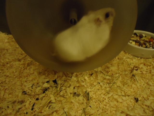 Dværghamster •CJ´s• Evil † - Hun løber så hurtigt at billedet bliver sløret ;) billede 11