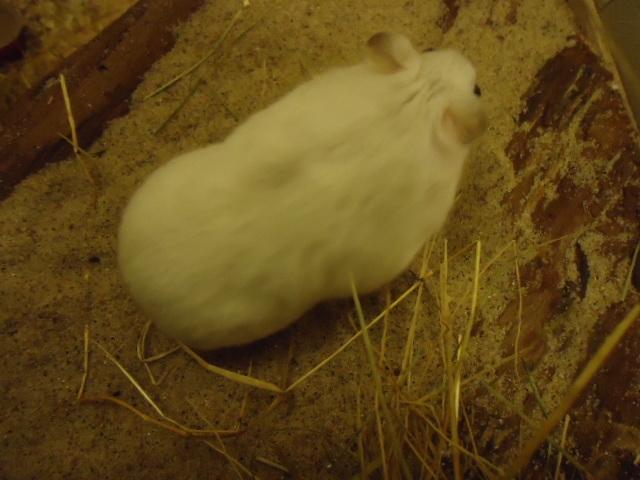 Dværghamster •CJ´s• Evil † billede 12