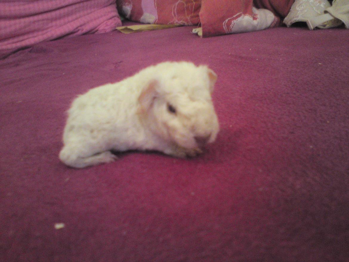 Marsvin Futti billede 1