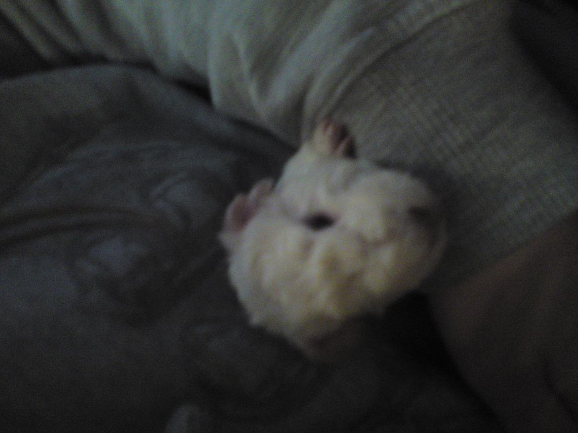 Marsvin Futti billede 2