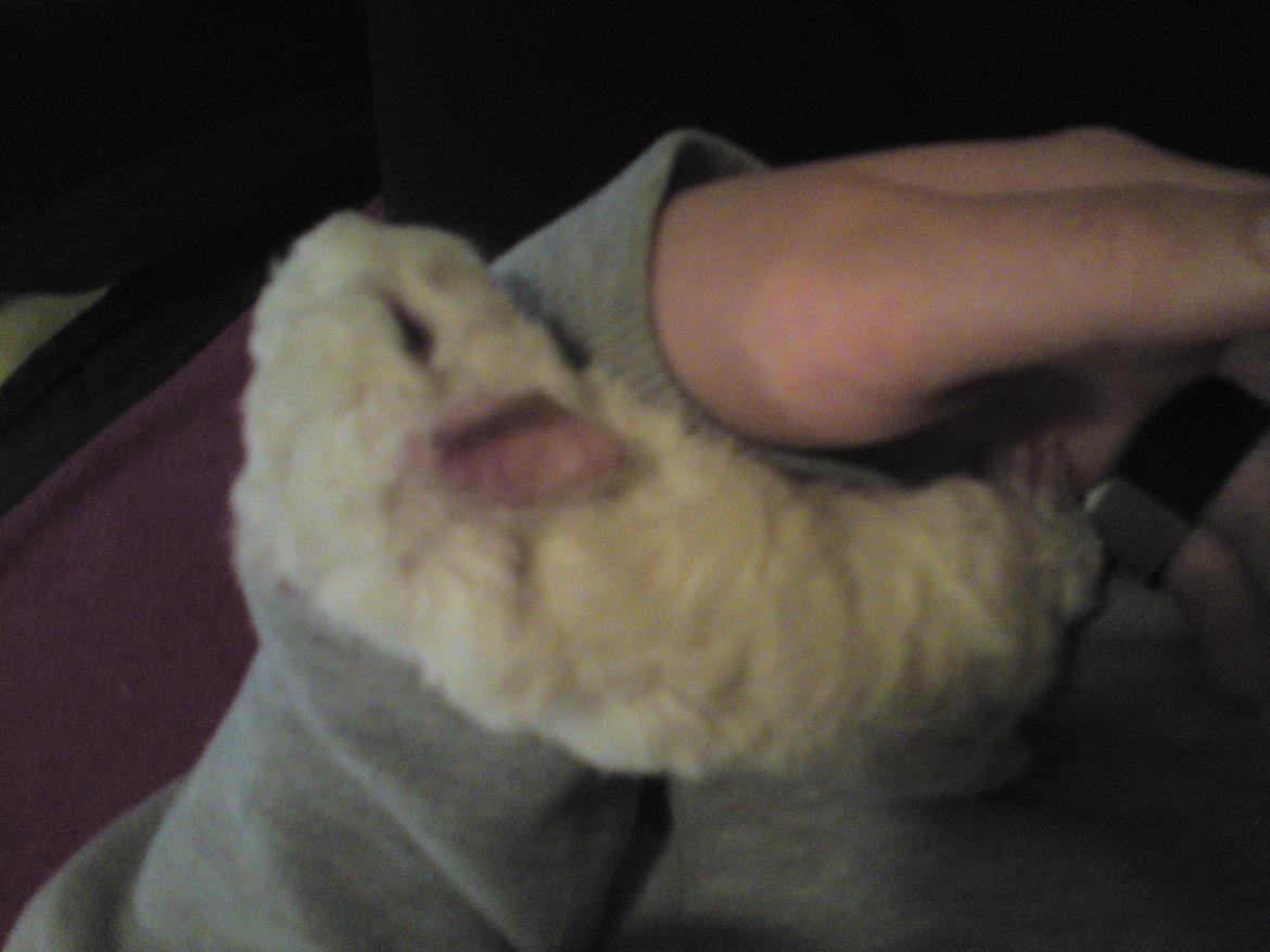 Marsvin Futti billede 3