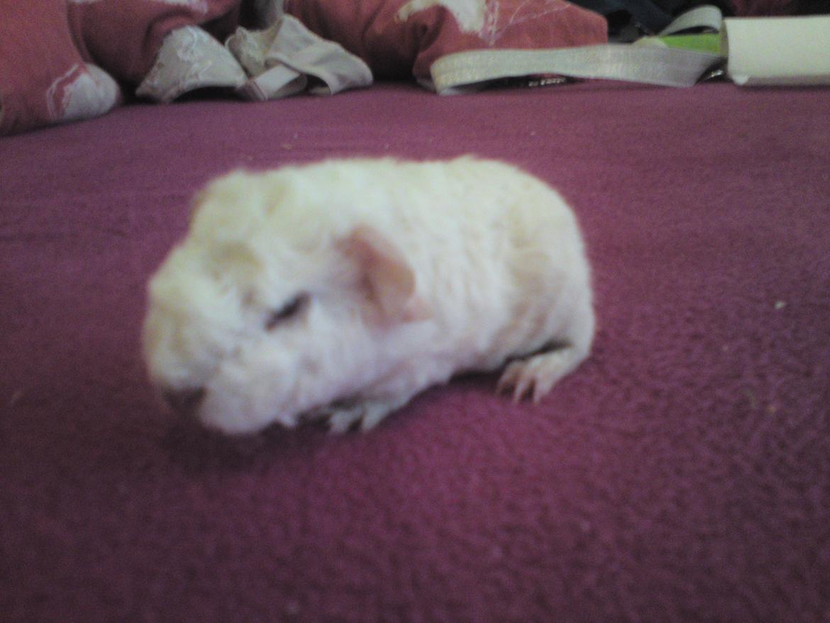 Marsvin Futti billede 4