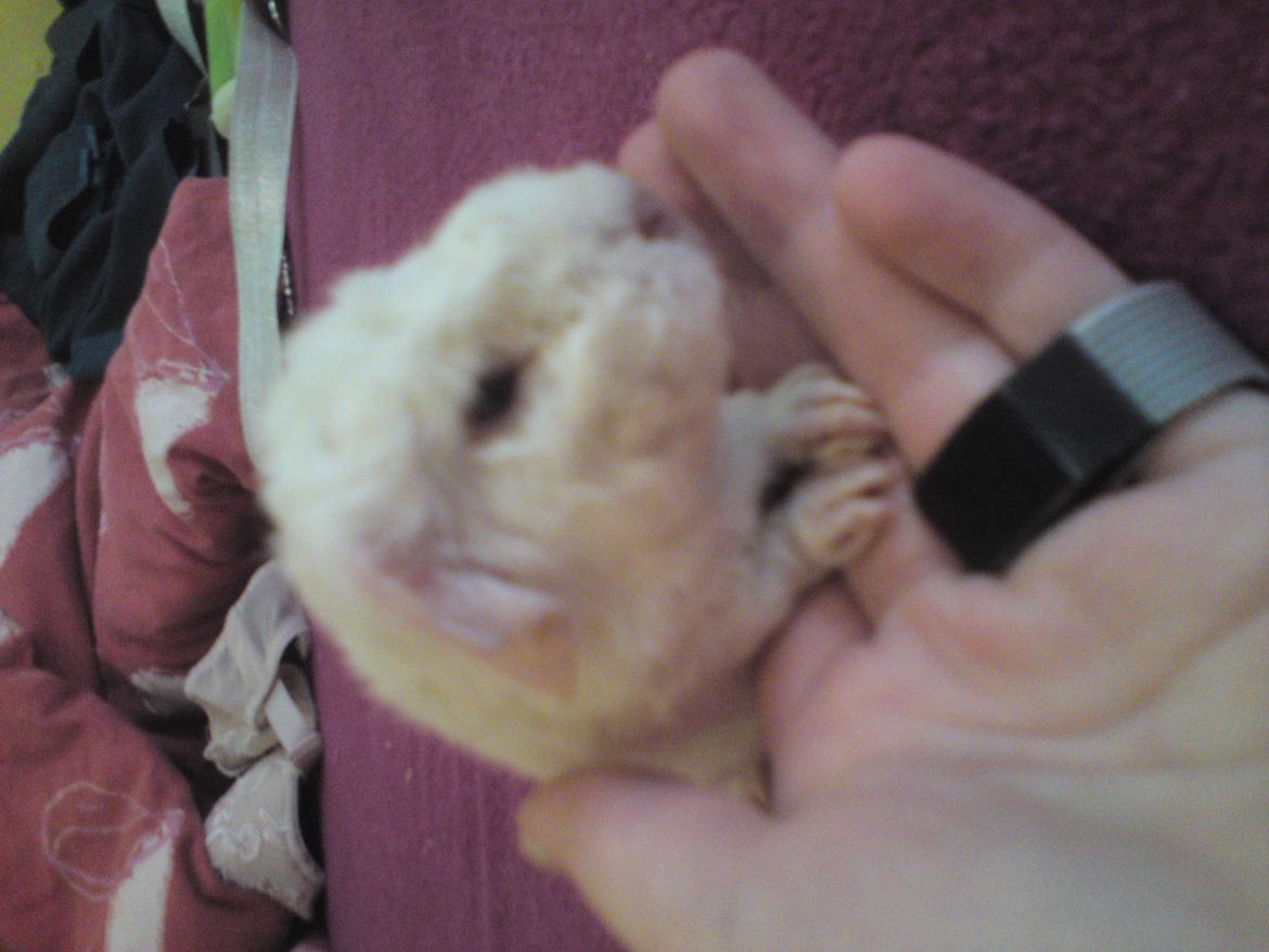 Marsvin Futti billede 5