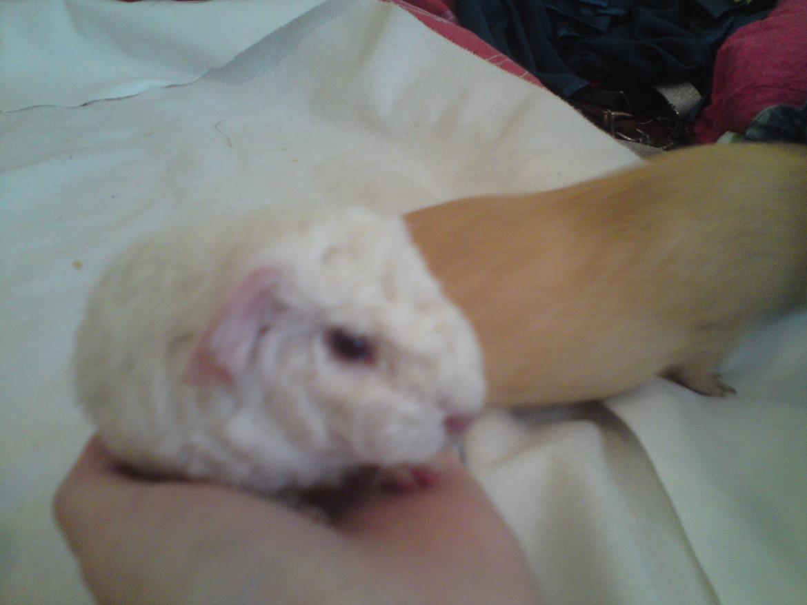 Marsvin Futti billede 6