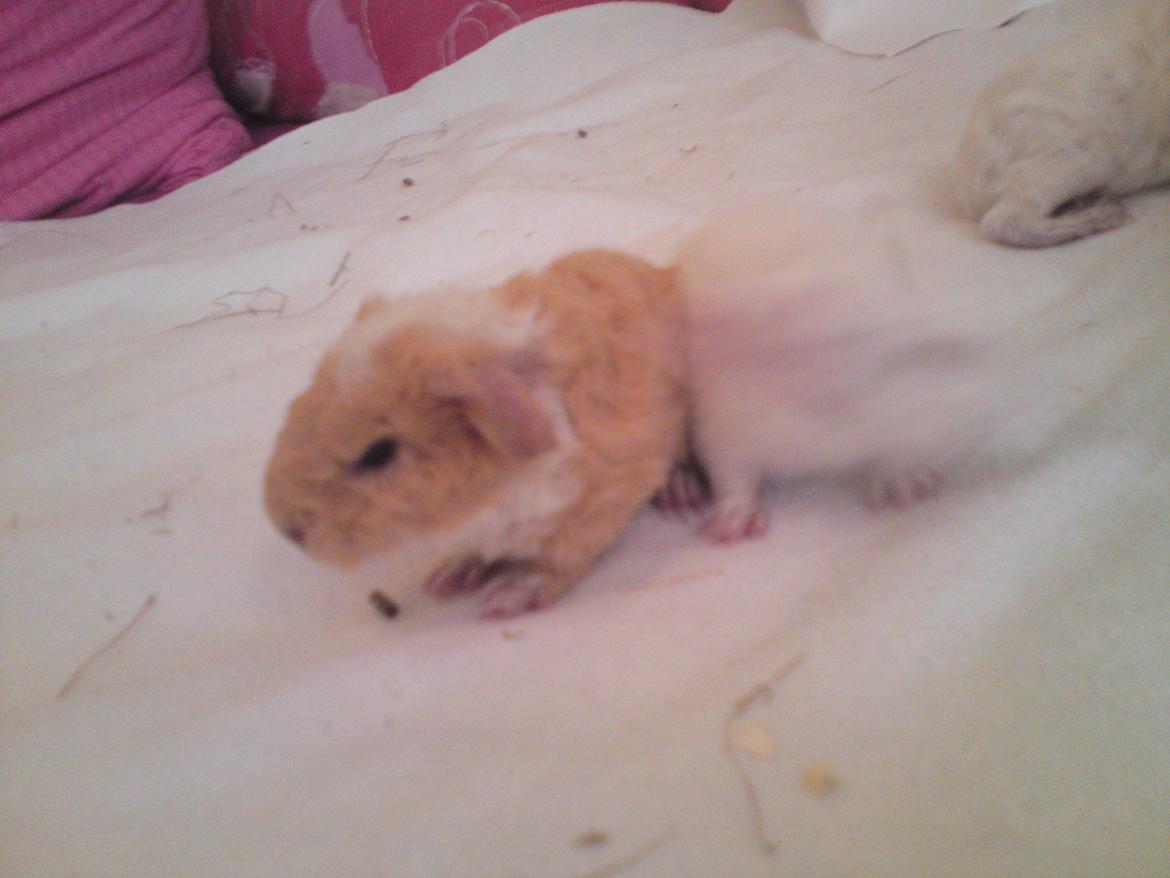 Marsvin Smilla billede 1