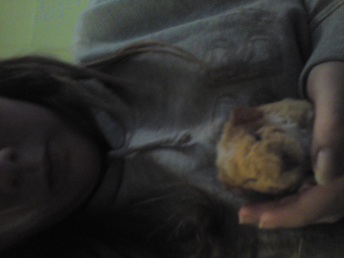 Marsvin Smilla billede 2