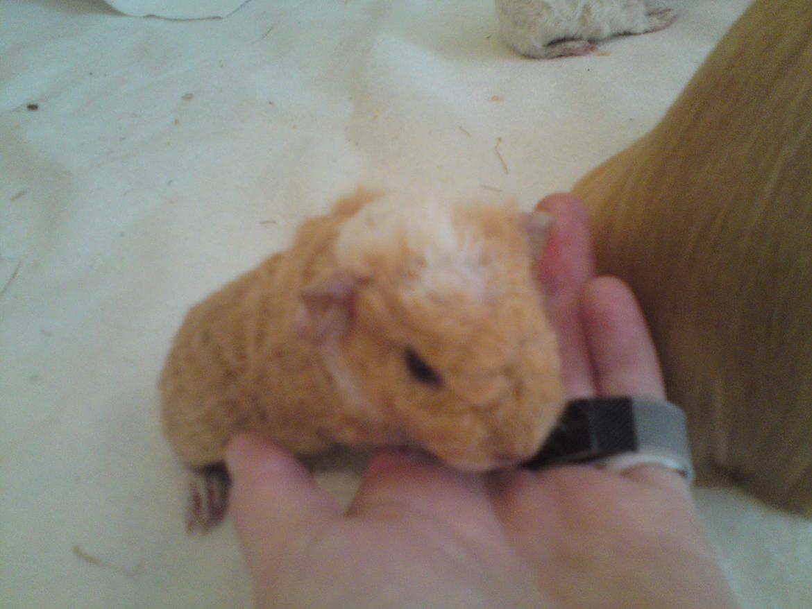 Marsvin Smilla billede 3