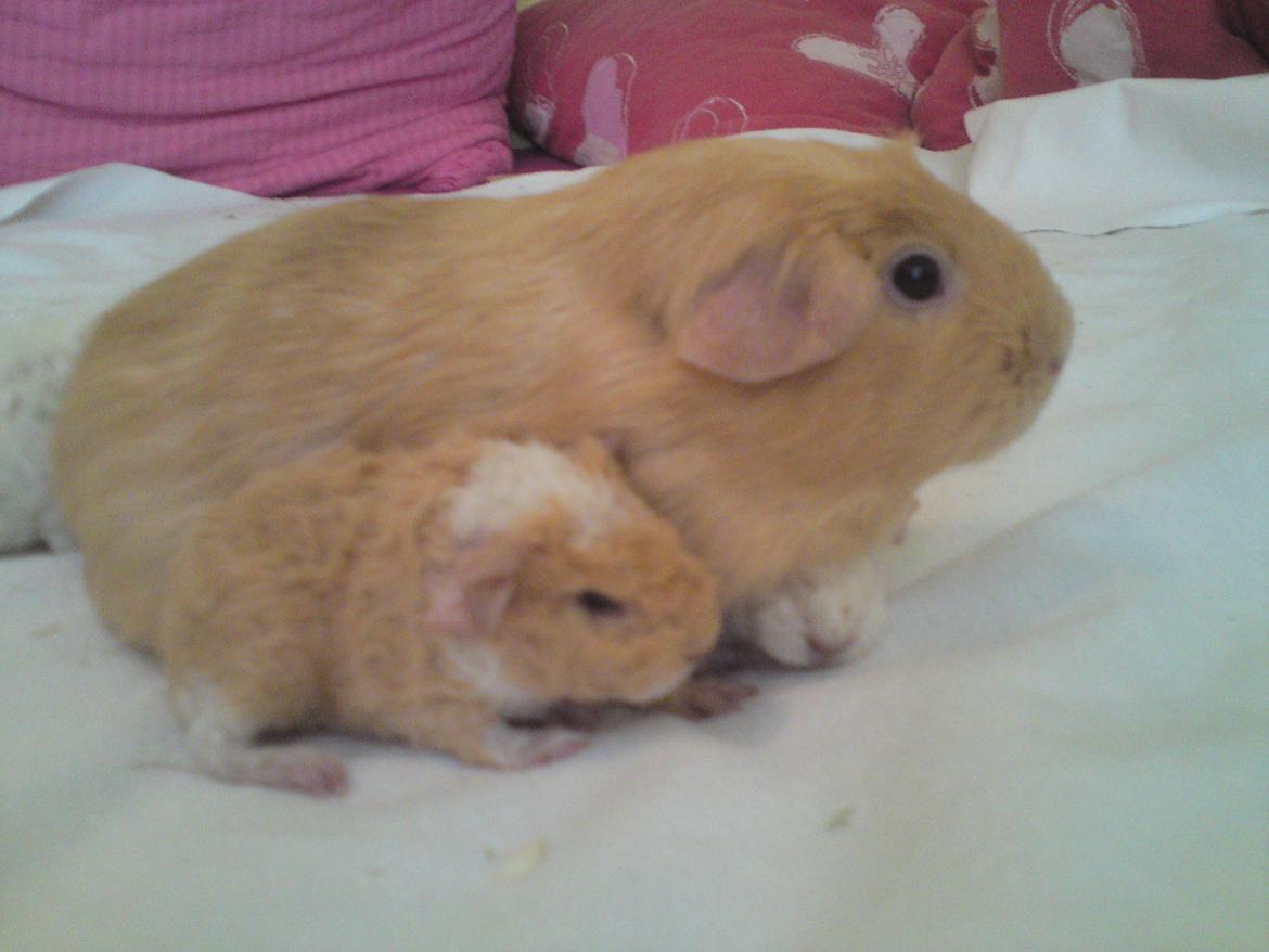 Marsvin Smilla - Hygge sammen med mor :)<3 billede 4