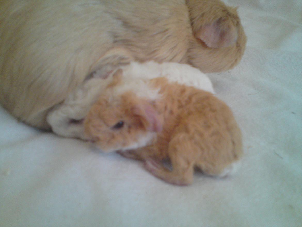 Marsvin Smilla - Søstrene hygger hos mor :)<3 billede 5