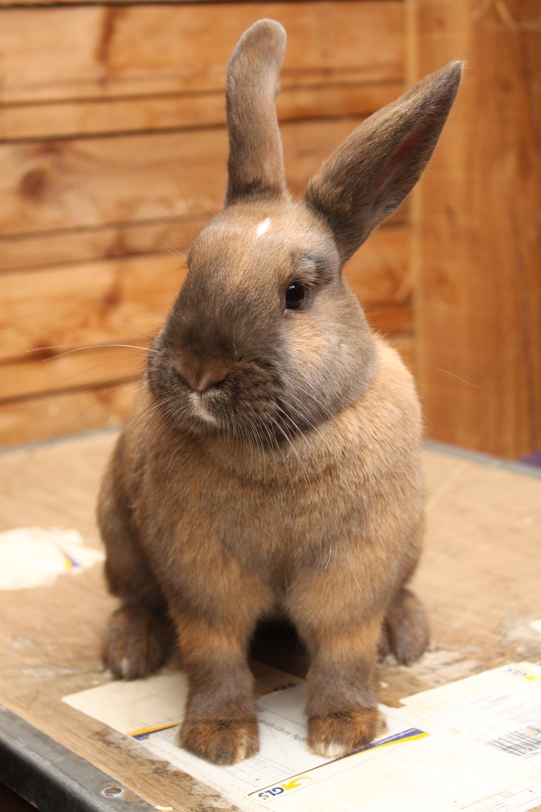 Kanin Dougs CoEa Eywa billede 1