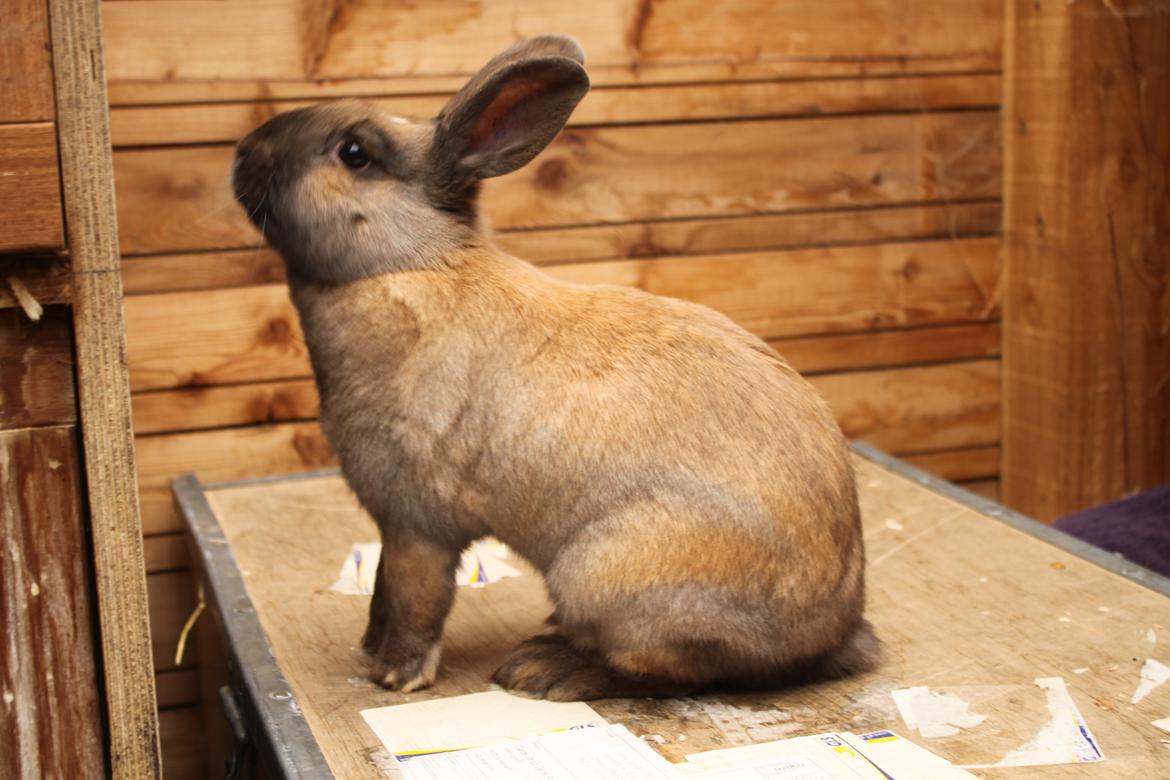 Kanin Dougs CoEa Eywa billede 16