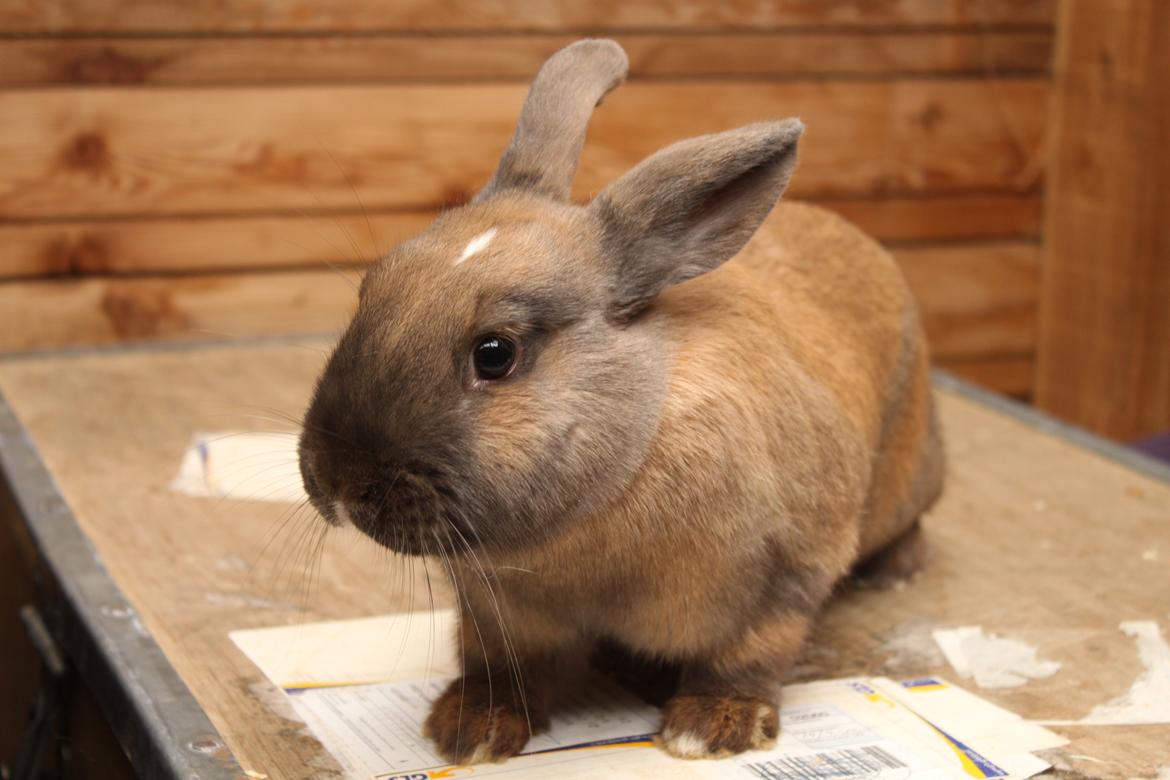 Kanin Dougs CoEa Eywa billede 17