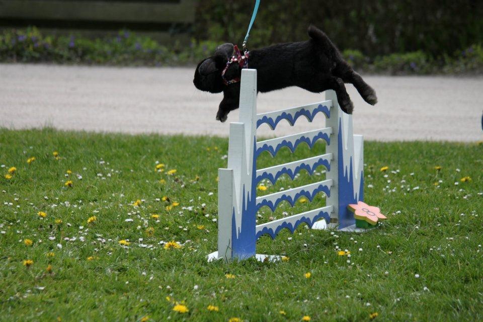 Kanin Milkas Ch. Koma Karma Kosmos - Fotograf: Nanna Christensen billede 9