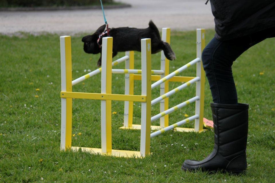 Kanin Milkas Ch. Koma Karma Kosmos - Fotograf: Nanna Christensen billede 19