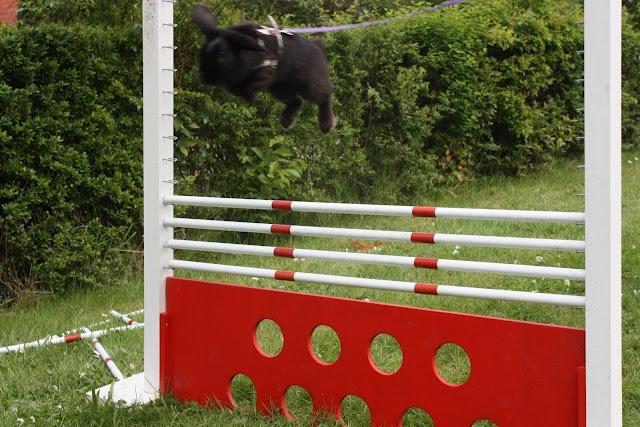 Kanin Milkas Ch. Koma Karma Kosmos - Ca. 2-årig gammelt højdebilled :D billede 20