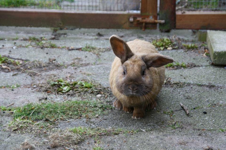 Kanin Shanka - I'm Shanka and I know it ;) billede 1