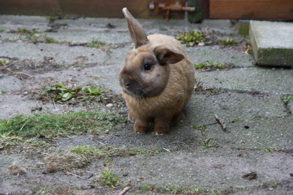 Kanin Shanka billede 2