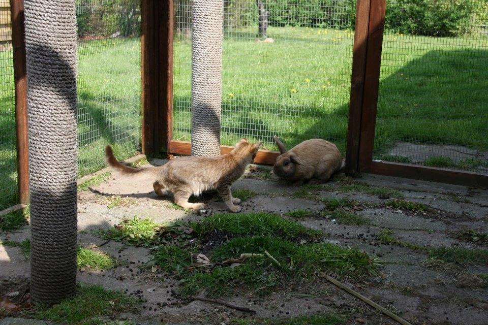 Kanin Shanka billede 3