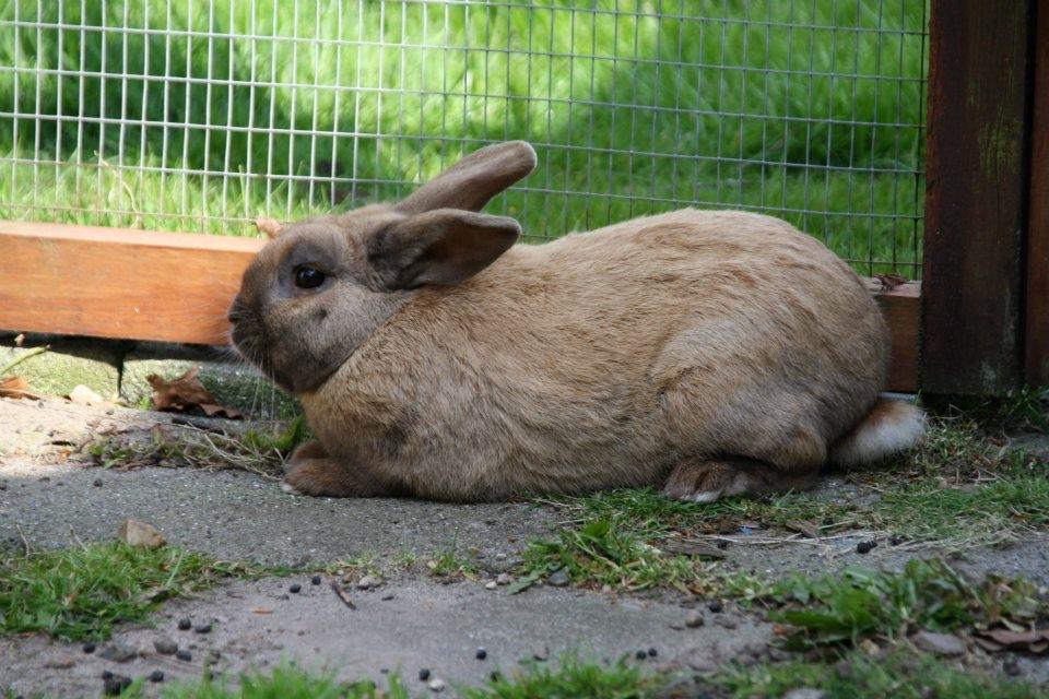 Kanin Shanka billede 4