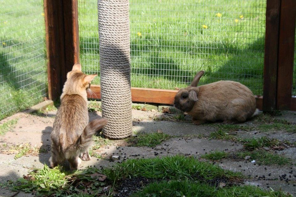 Kanin Shanka billede 5