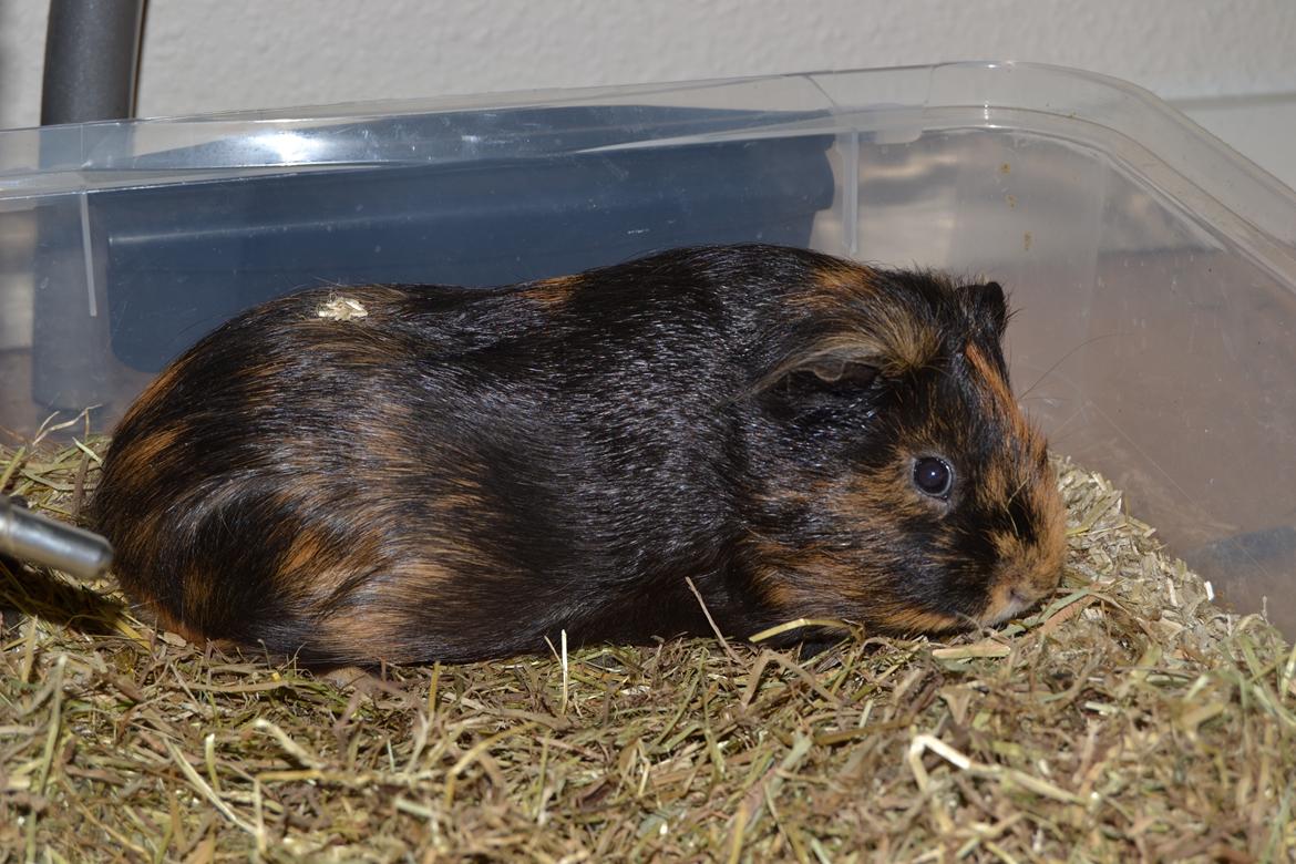 Marsvin Gucci / Alm. glathår billede 7