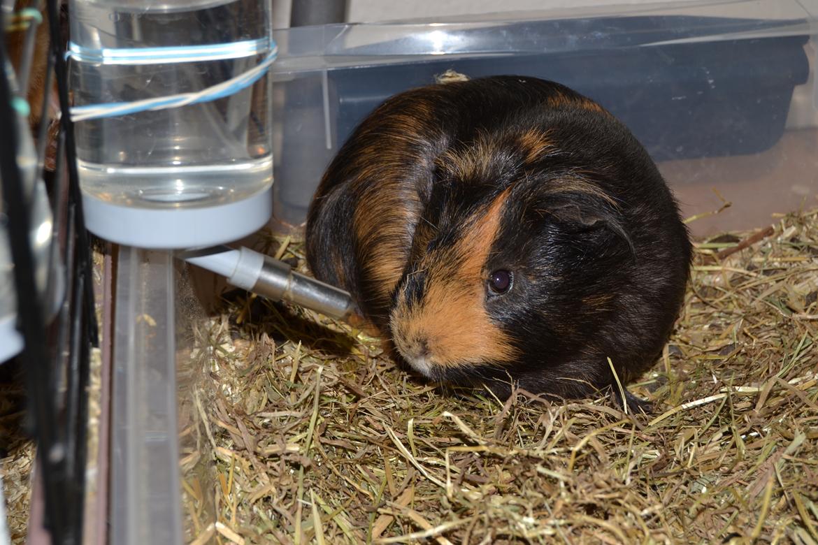 Marsvin Gucci / Alm. glathår billede 8