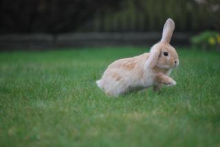 Kanin | Lykkes Spiderman | - Foto: Charlotte Pedersen billede 10