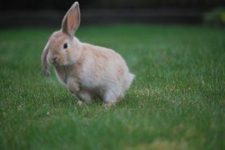 Kanin | Lykkes Spiderman | - Foto: Charlotte Pedersen billede 11