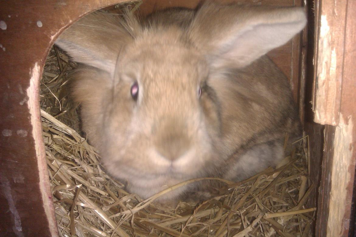 Kanin marsvin billede 1