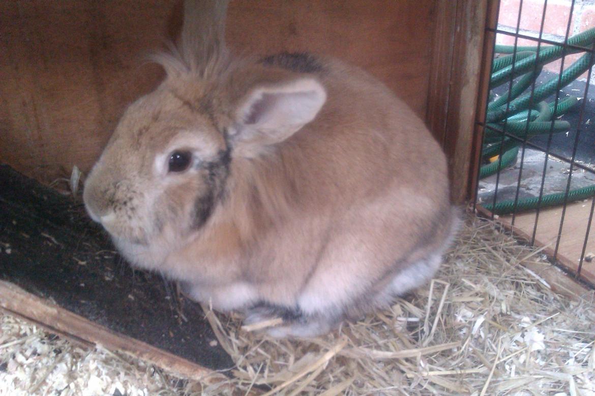 Kanin marsvin billede 2