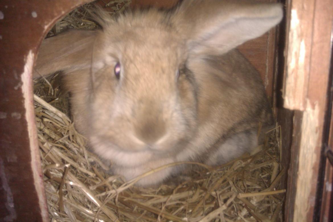 Kanin marsvin billede 3