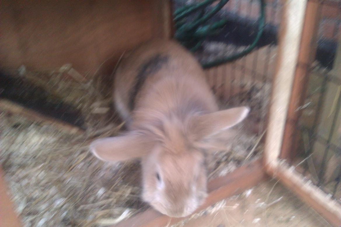 Kanin marsvin billede 4